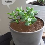 Plant Needs Water